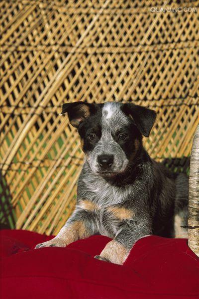  p>澳洲牧牛犬,别名又叫做昆士蓝赫勒犬(australianqueensland heeler