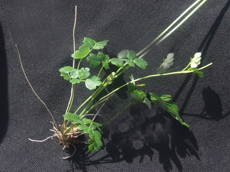  p>复叶披麻草根为双子叶植物药毛茛科植物复叶披麻草的根,可以入药.