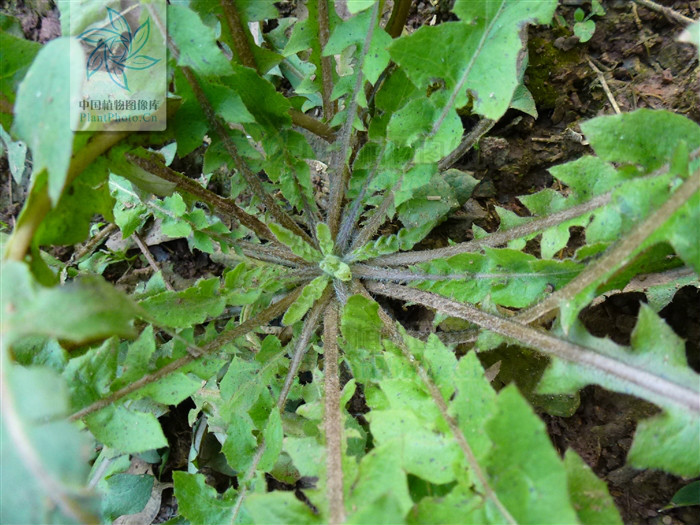  p>红果黄鹌菜(学名: i>youngia erythrocarpa /i>)是菊科黄鹌菜属