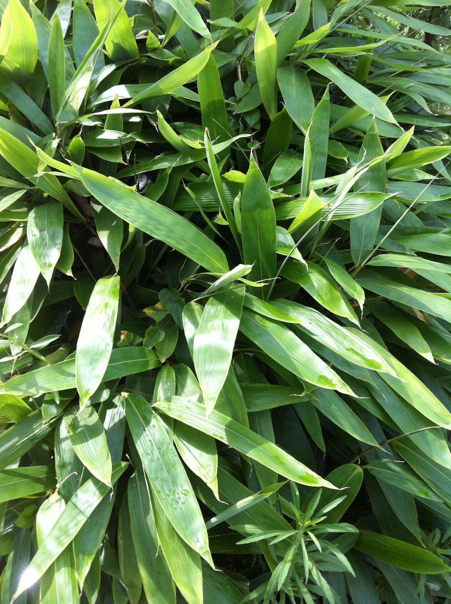 禾本科,矮竹属.灌木状,高约0.6 m,径2～3 mm.