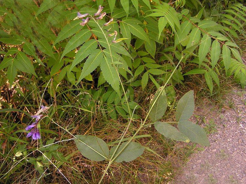  p>大叶野豌豆(学名: i>vicia pseudorobus /i> fisch. ex c. a.