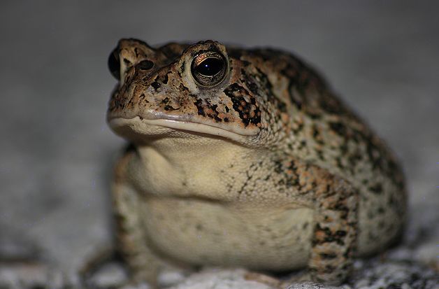  p>美国南部蟾蜍(学名: i>bofo terrestris /i>)体型短粗,背面皮肤上