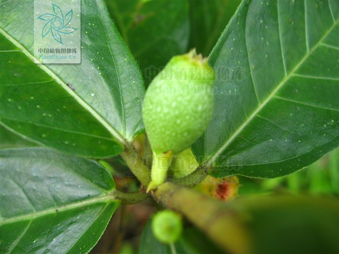  p>纸叶榕(学名:ficus chartacea)为桑科榕属的植物.