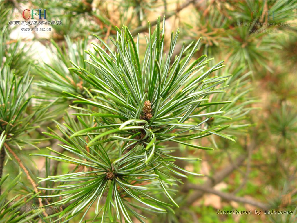  p>日本五针松(学名: i>pinus parviflora /i>)是松科松属的植物,乔木