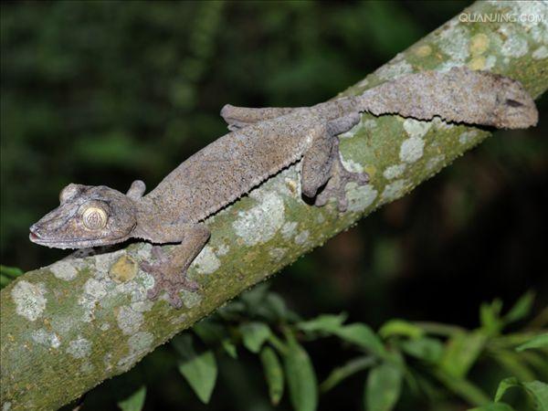 分布于澳大利亚 a href="#" data-lemmaid="13131979">梅尔维尔角 /a>