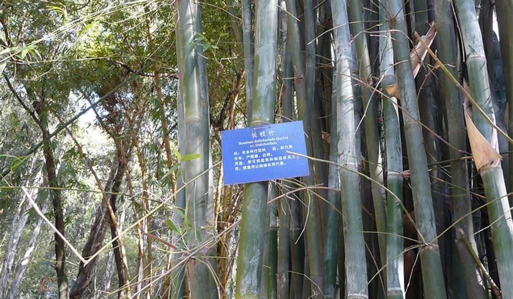bambusa cv. dolichoclada