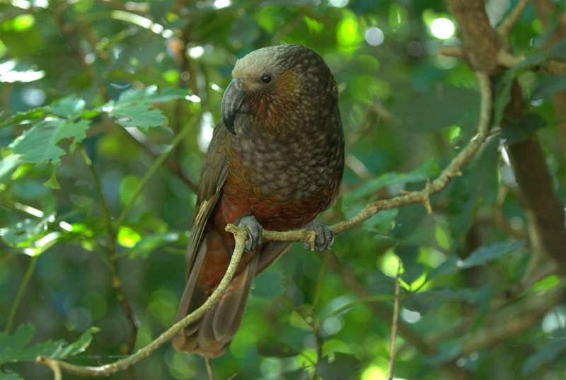 是典型的 a href="#" data-lemmaid="2021723">攀禽 /a>,鸟喙强劲有力