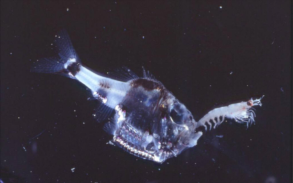 hatchetfish