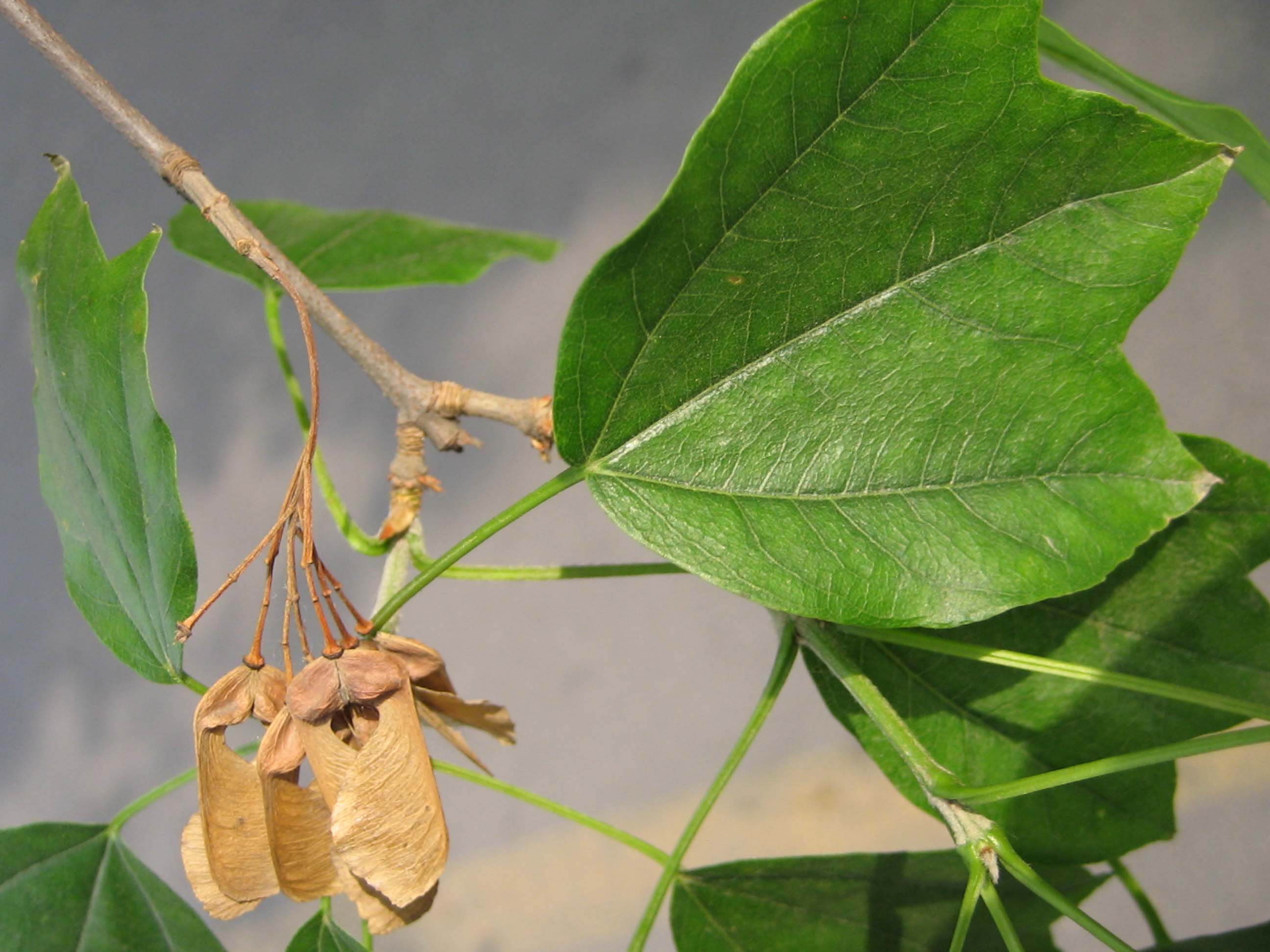  p>三角槭,别名: a target="_blank" href="/item/三角枫/3060892"