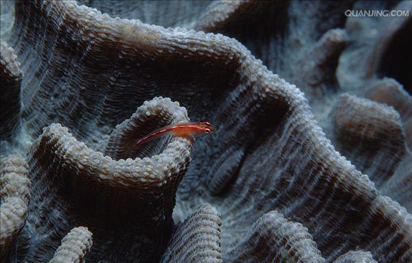 具有钙质骨骼的 a href="#" data-lemmaid="1656626">六射珊瑚 /a>