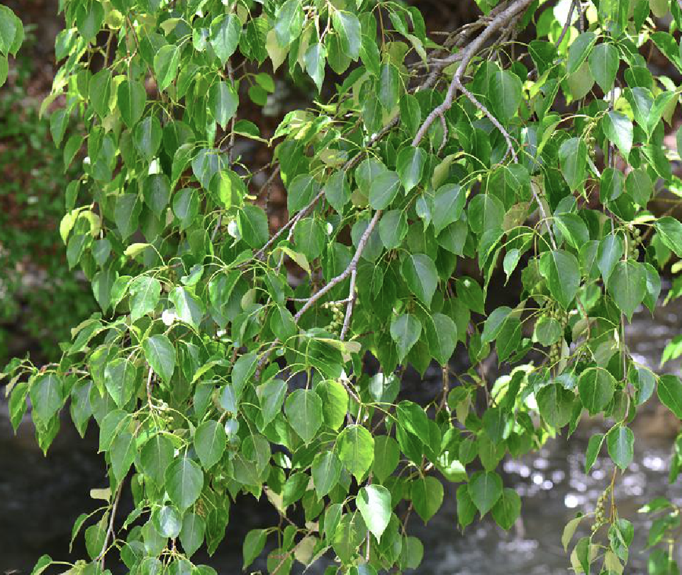  p>川杨(学名: i>populus szechuanica  /i>c. k. schneid.