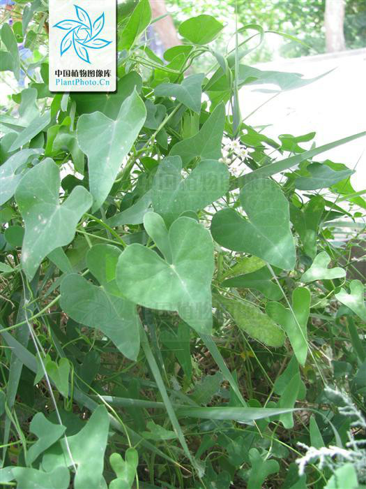  p>戟叶鹅绒藤(学名:cynanchum sibiricum)是摩罗科 a target="_blank