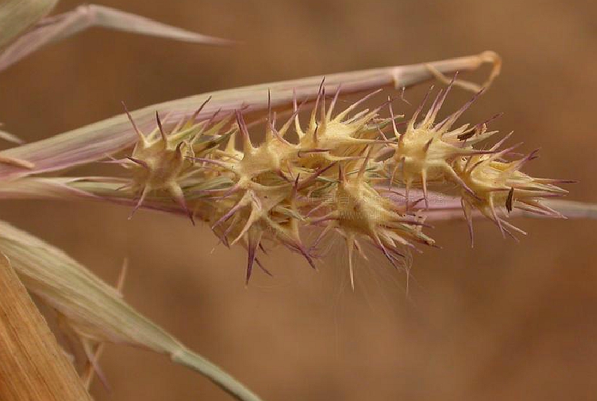  p>少花蒺藜草(学名: i>cenchrus spinifex /i> cav.