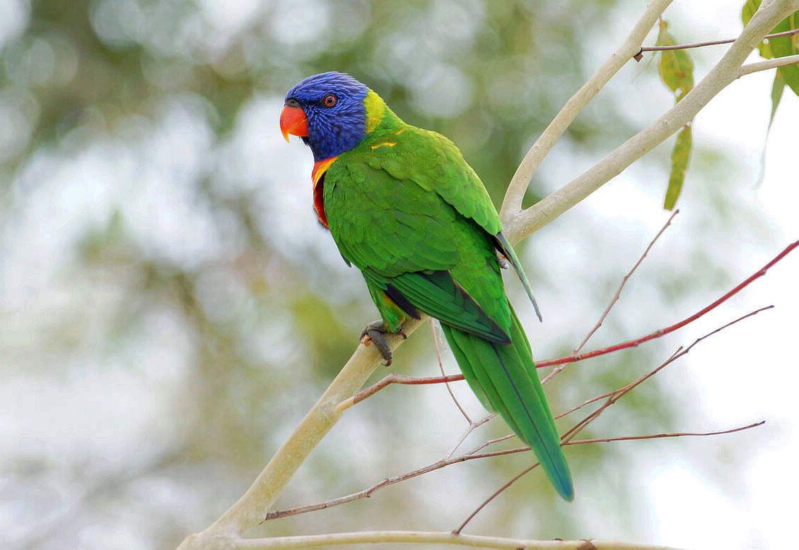  p>绿领吸蜜鹦鹉(学名:phigys solitarius)羽色鲜艳,体为红色,前额和