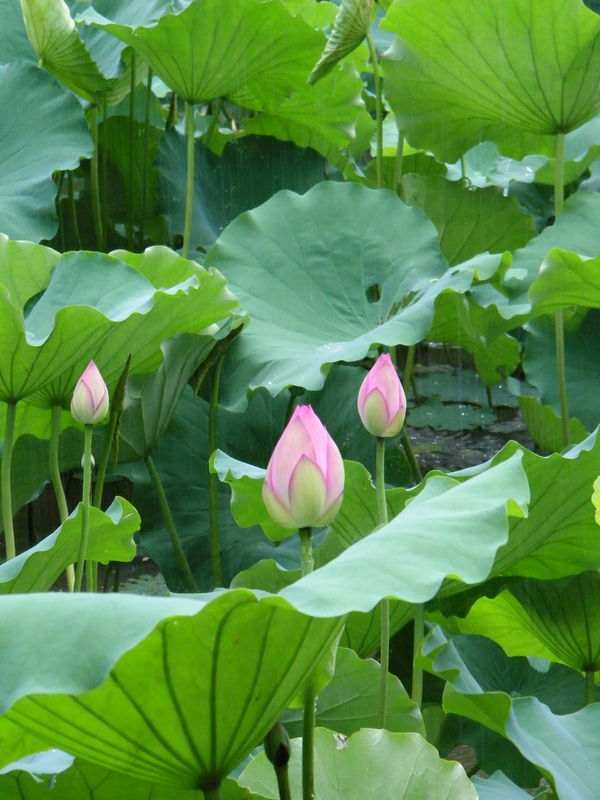  p data-id="gnbjfdssxw">长日照植物是指植物在生长发育过程中需要有