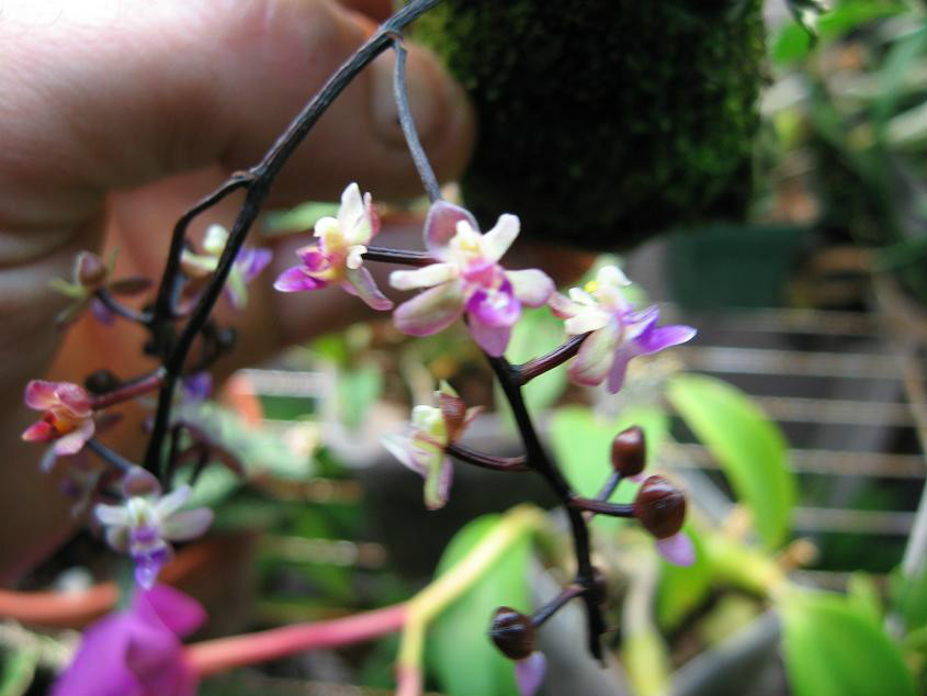  p>隔距兰(学名: i>cleisostoma sagittiforme /i>  garay):茎直立,长