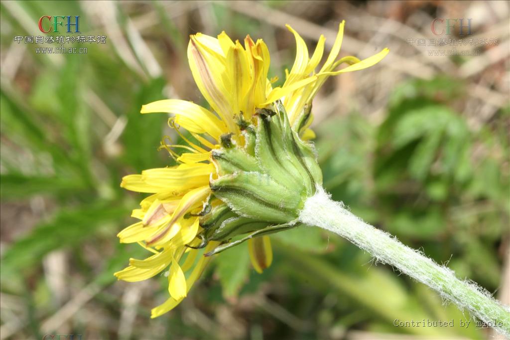  p>白缘蒲公英(学名: i>taraxacum platypecidum diels /i>)是 a href