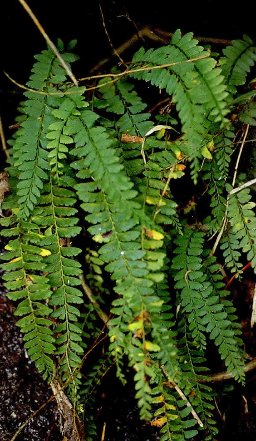 p>鱼鳞蕨植株高常1m以上.