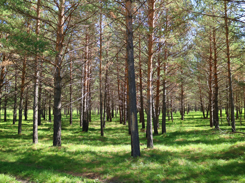pinus sylvestnis var