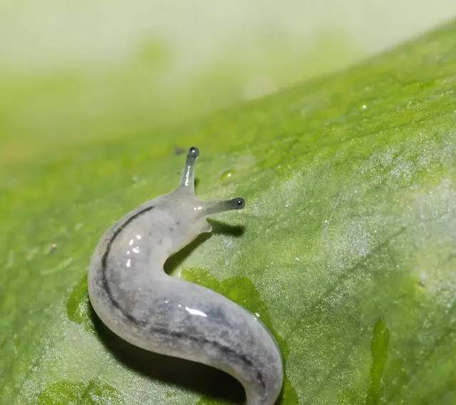  p>野蛞蝓(学名:agriolimax agrestis)为 a href="#" data-lemmaid="