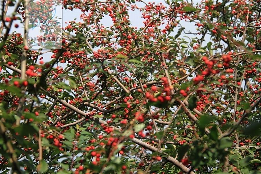  p>冬青叶桂樱(学名:laurocerasus aquifolioides chun ex yu et lu)