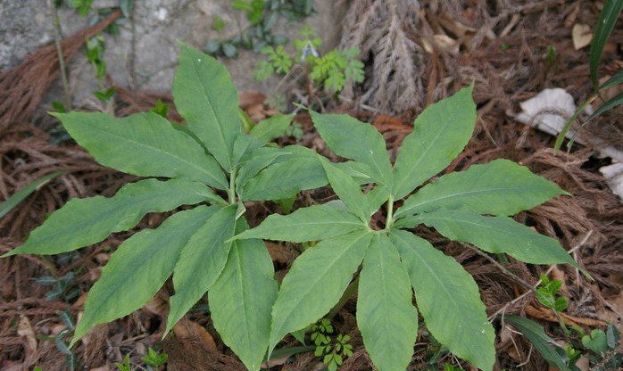  p>台北南星(学名:arisaema taihokense)为 a href="#">天南星科 /a>