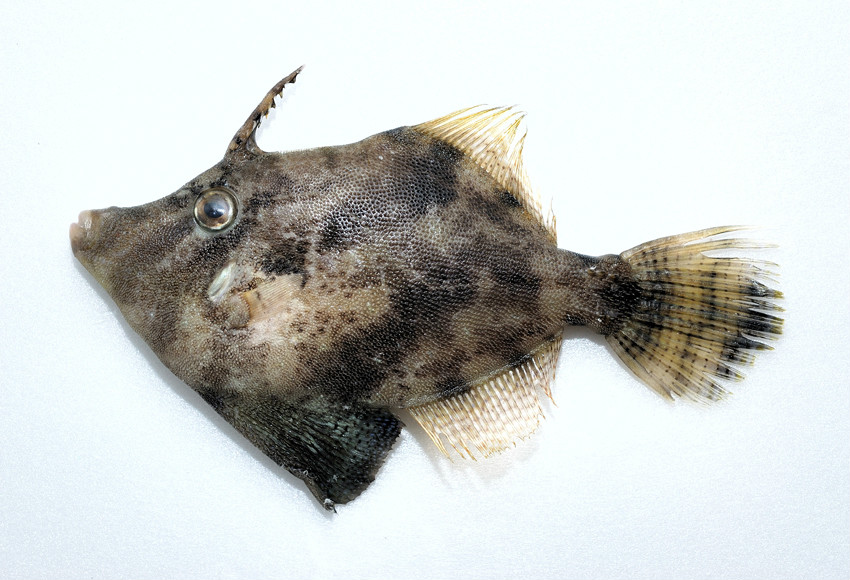 chinensis  /i>(osbeck, 1765) 是单棘鲀科单棘鲀属的一种动物