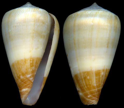  p>细泥芋螺是一种新腹足目,芋螺科类生物.螺壳尺寸13 - 23.2 mm.