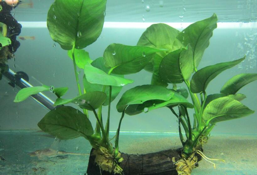  p>大叶水榕(学名: i>ficus glaberrima /i> bl. bijdr.