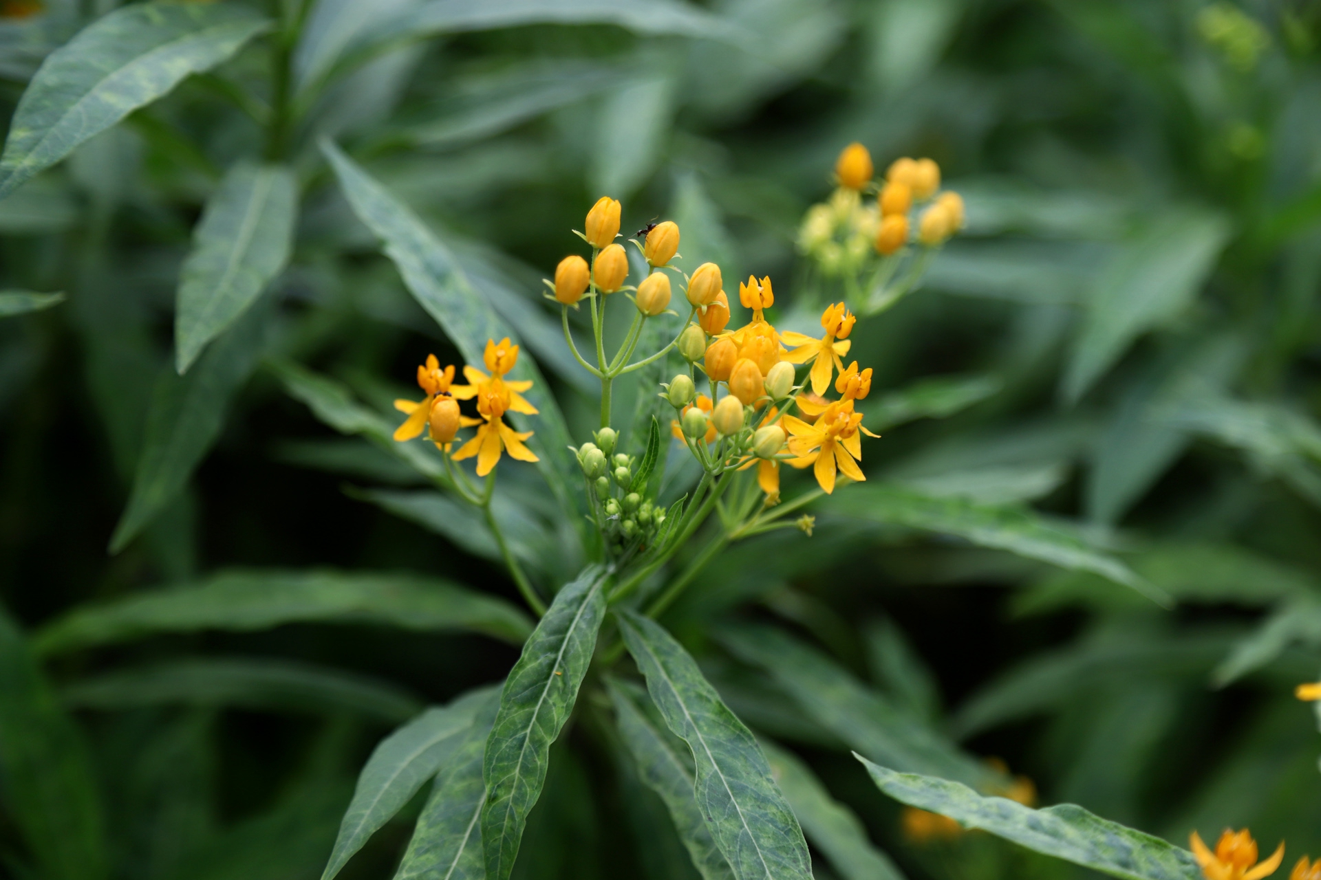 asclepias curassavica l.