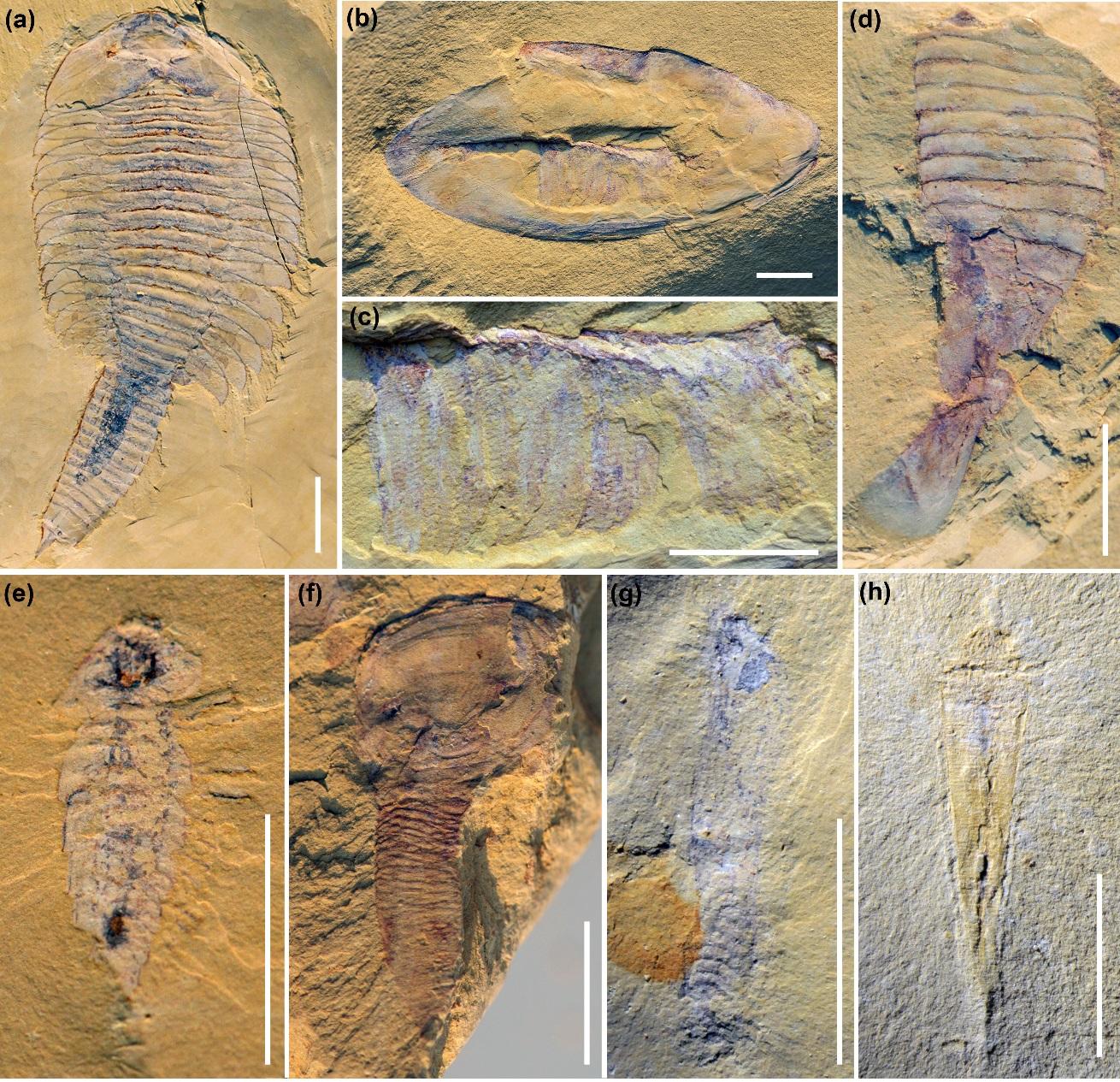 href="#">化石群 /a>位于澄江县城以东5公里的帽天山,这一化石群的