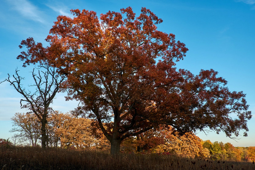 northern red oak