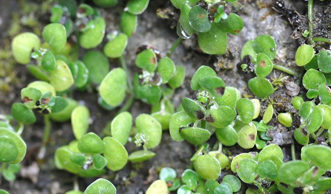 chen)是 a href="#">荨麻科 /a> a href="#">冷水花属 /a>植物,平卧 