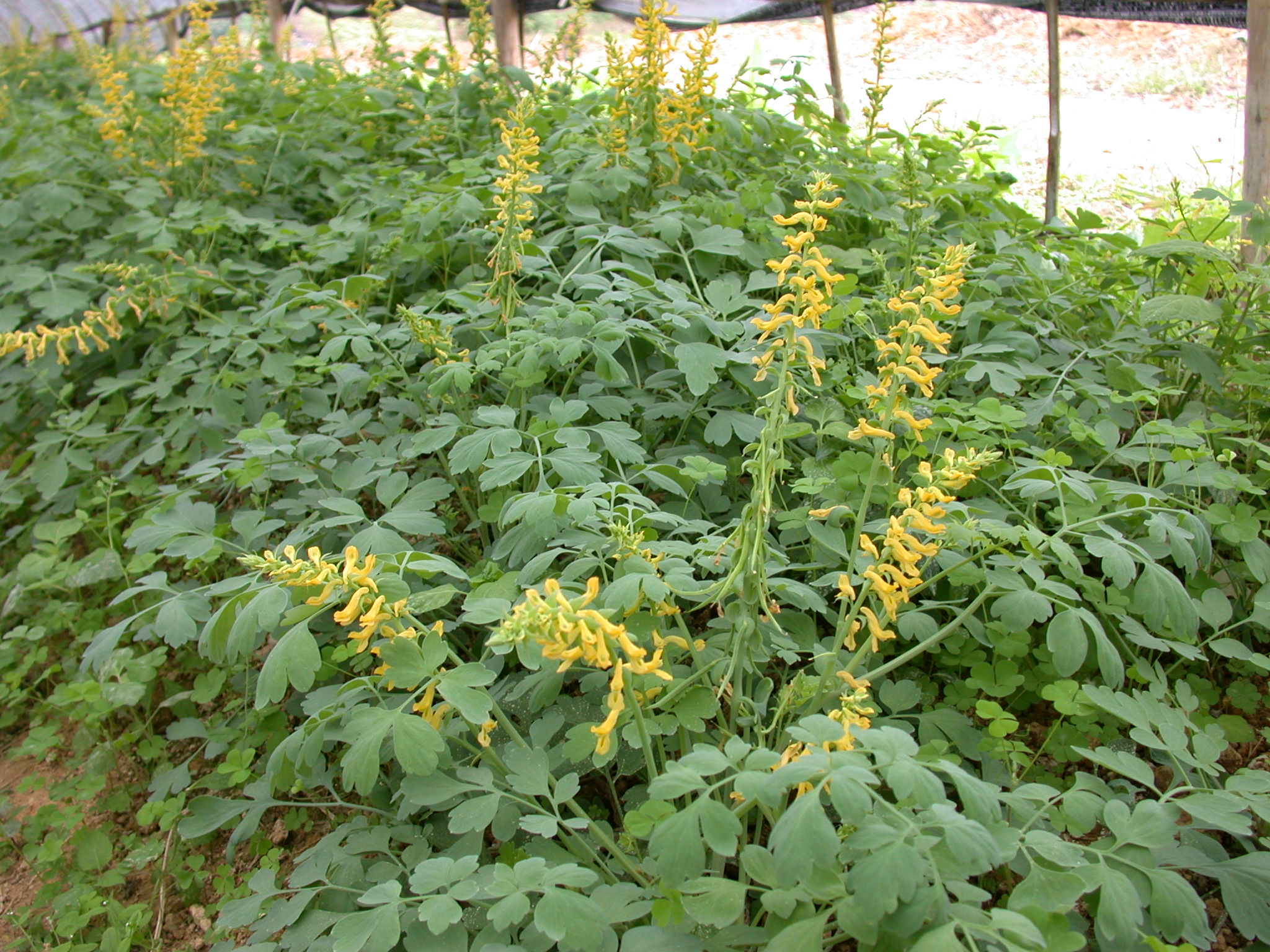 corydalis saxicola bunting
