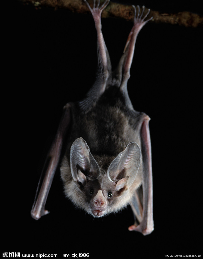 ">脊索动物门 /a>白色 a target="_blank" href="/item/蝙蝠/1209"