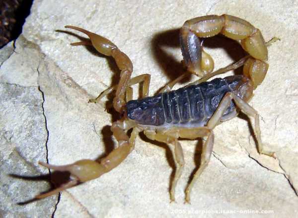  p>东亚钳蝎(buthus martensii),国内分布较多的蝎子是东亚钳蝎,通常