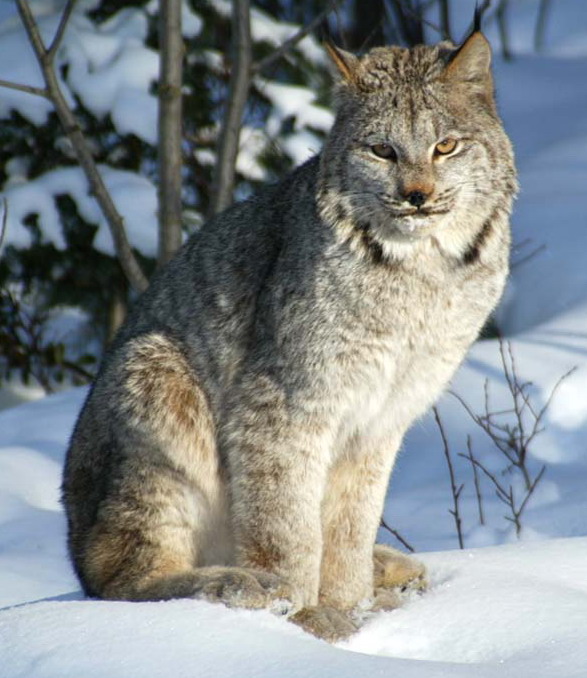  p>非洲灵猫(学名:civettictis civetta)是非洲热带的麝猫.
