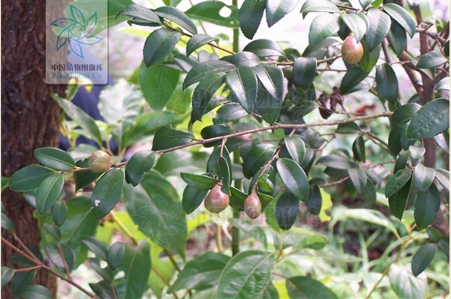  p>短蕊茶(学名:camellia brachyandra chang)是山茶科,山茶属植物.