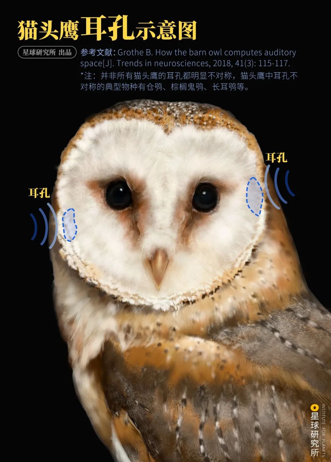 我，猫头鹰，猛禽！_百科TA说