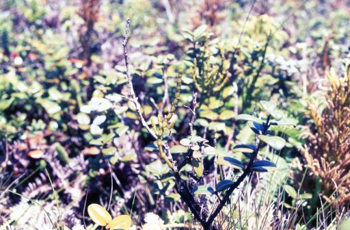 Korthalsella cylindrica_百度百科