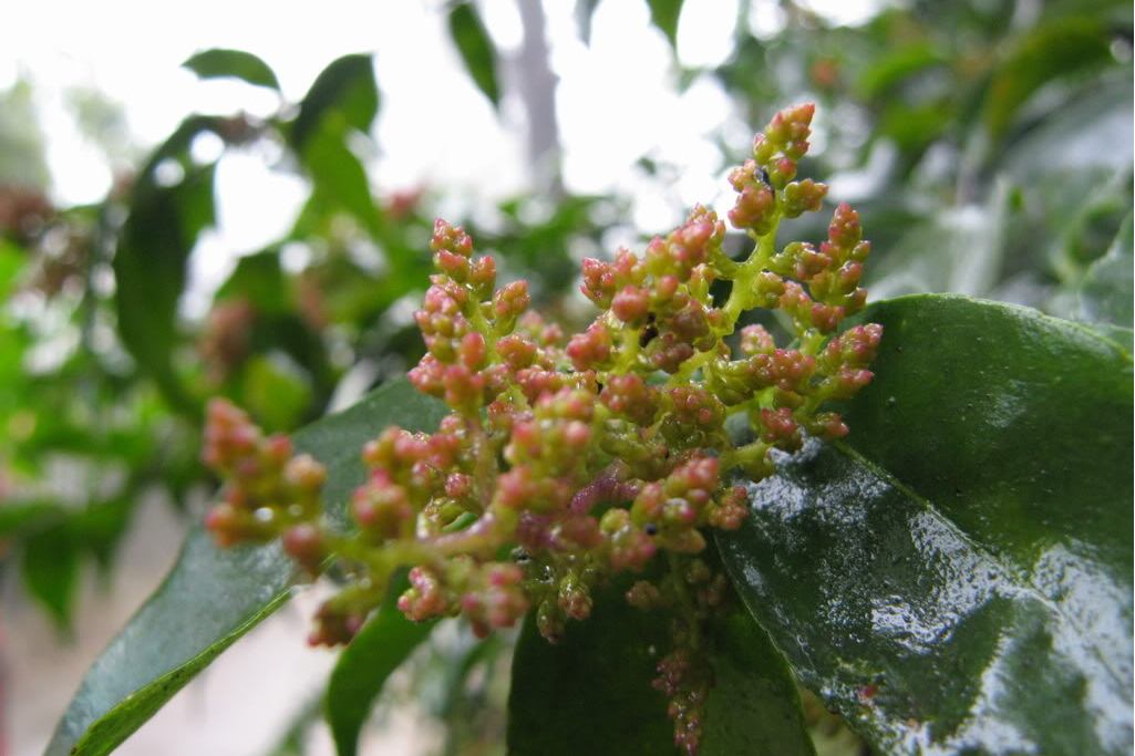  p>光叶山矾(学名:symplocos lancifolia sieb. et zucc.