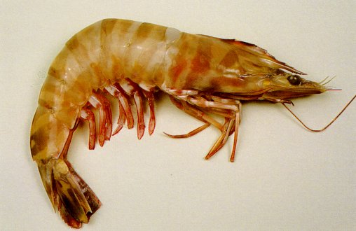 短沟对虾