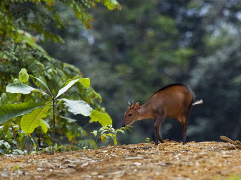  p>青臀小羚羊(学名: i>cephalophus callipygus /i>):是偶蹄目,牛科