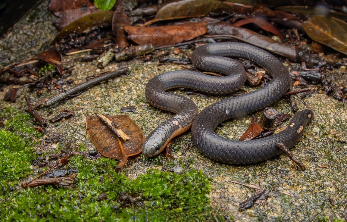  i>calamaria septentrionalis /i>)是游蛇科两头蛇属的一种小型无