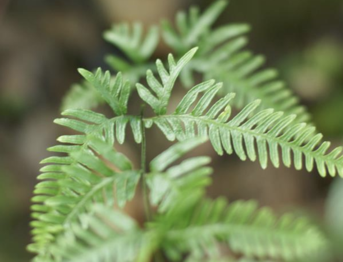 pteris fauriei