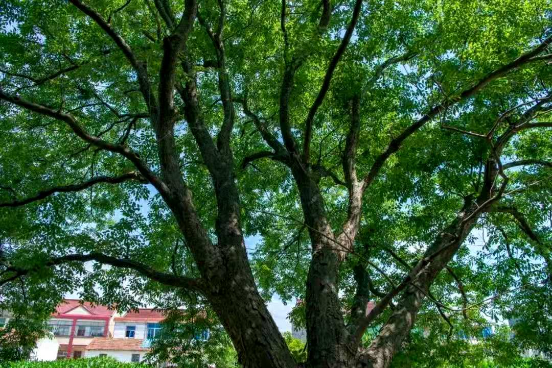 榉树，既有深厚的文化底蕴，也有不凡的“实力”_百科TA说