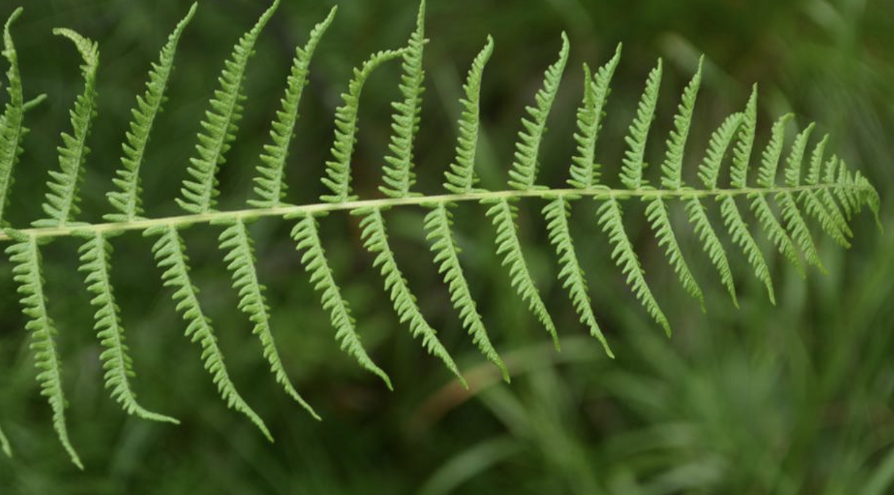  p>沼泽蕨(学名: i>thelypteris palustris /i> (l.