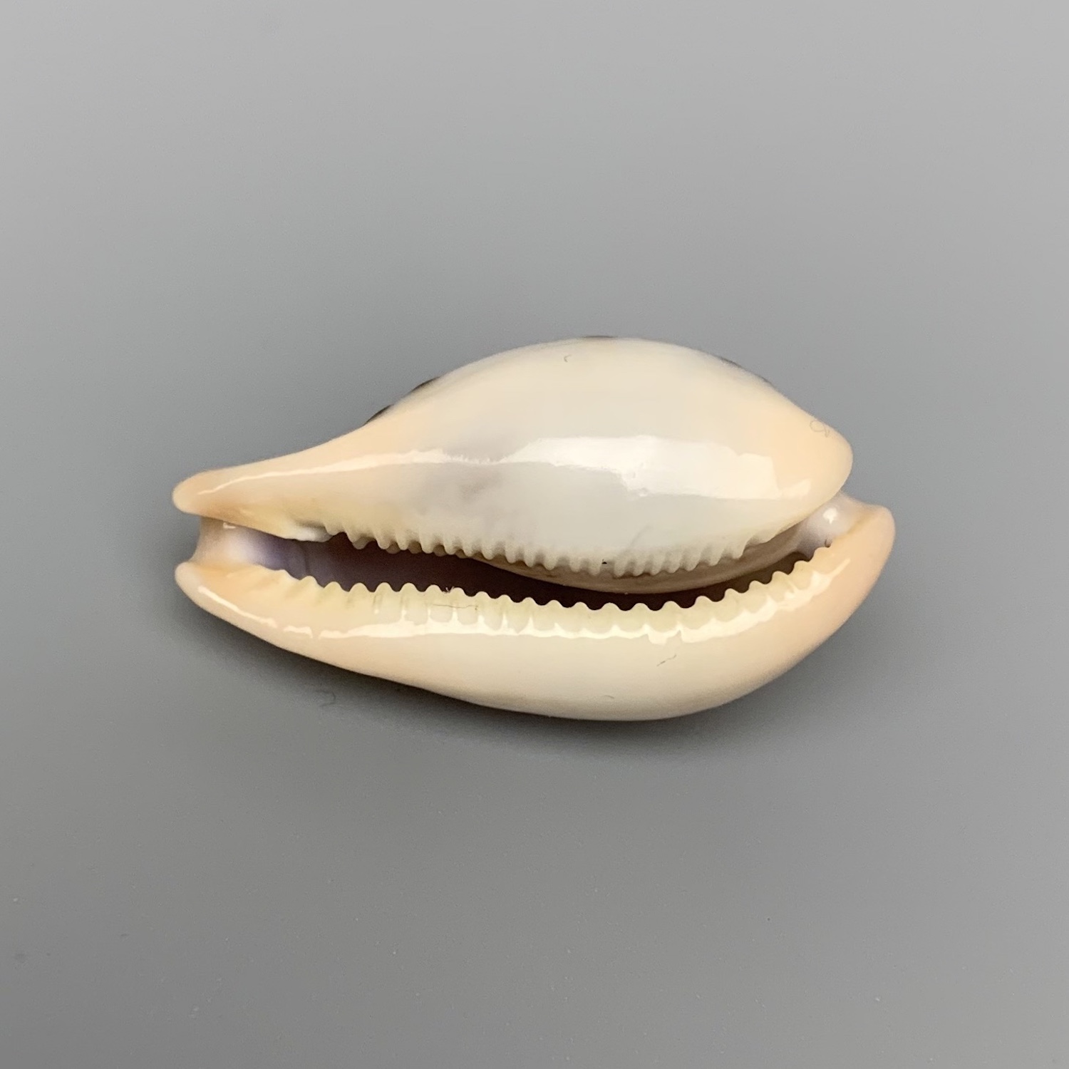  p>玉女宝螺的亚种.产自于80-200米水深,通常为深水拖网采集. /p>