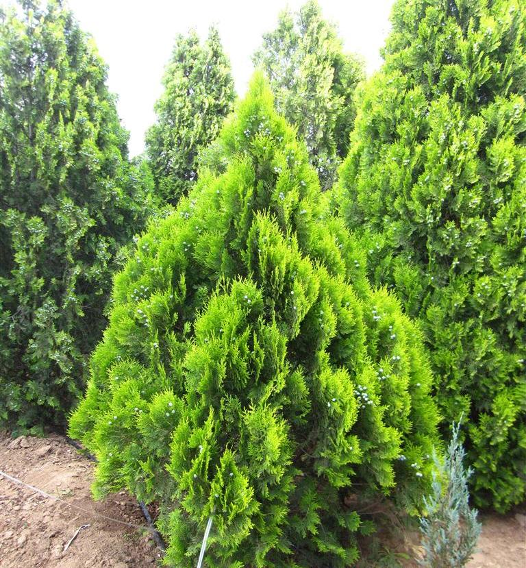  p>京洒柏16号是 a target="_blank" href="/item/柏科/6257393" data