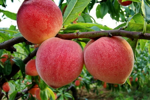  p>桃属(学名: i>amygdalus l. /i>)是蔷薇科下一个属;枝无刺或有刺.